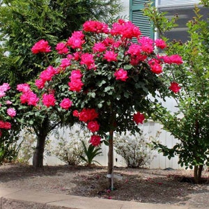 Red rose bouch seeds - 20 seeds - code 705