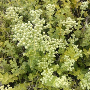 Oregano seeds, 0,5 gr,  code 098