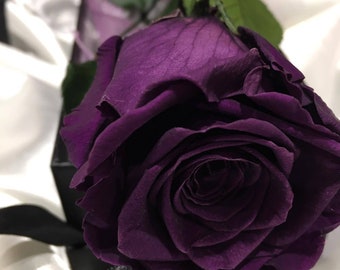 Deep purple roses seeds- 20 seeds - code 750