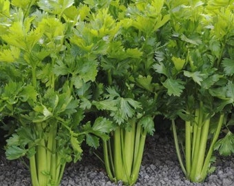Organic Celery tall seeds - code 863 - 1gr