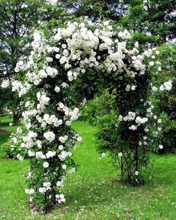 white.Rose Climbing White Roses Seeds - 20seeds - Code 386 - Etsy Canada