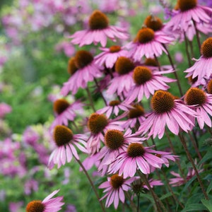 Op de afbeelding: Een veld met roze zonnehoeden in bloei. De bloemen hebben een opvallend oranje midden en worden omringd door groen blad.