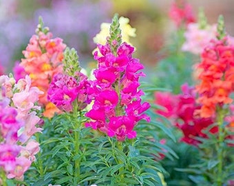 Antirrhinum nano mixed seeds , 300 seeds, skilaki seeds, snapdragon flower seeds, code 829