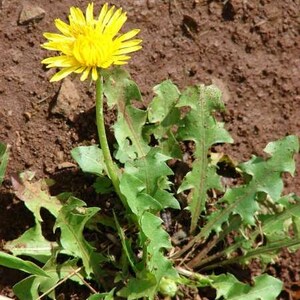 taraxacum officinalis seeds- code 436 -pikralida seeds