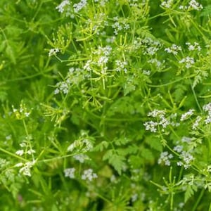 Graines de Cerfeuil Mironi Grec 50 Graines | Anthriscus cerefolium | Graines d'herbes aromatiques patrimoniales | fines herbes culinaires pour le jardin et les pots |