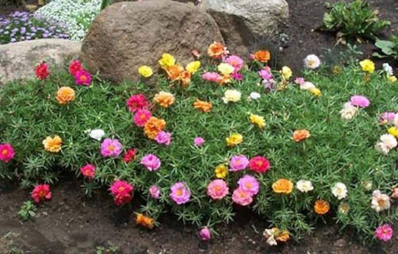Rose moss mixed seeds code 837portulaca double mixed Etsy
