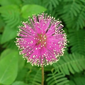 Semillas de Mimosa Pudica: Planta Sensible, Jardín Orgánico (50 Semillas)