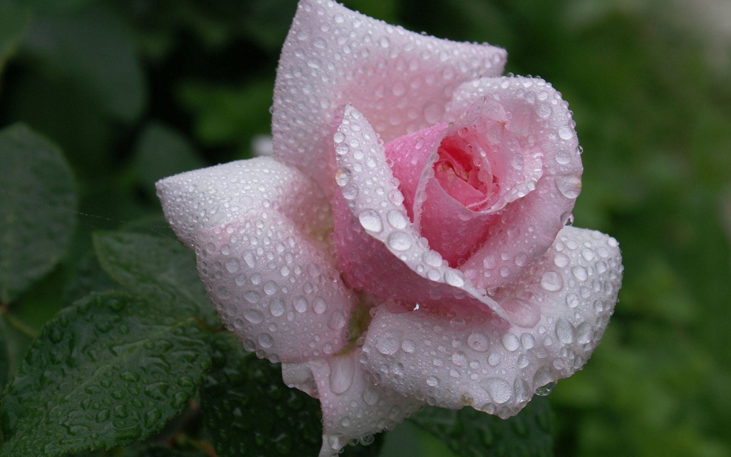 Pink Roses Seeds - 20 Seeds - Code 009 - Etsy Canada