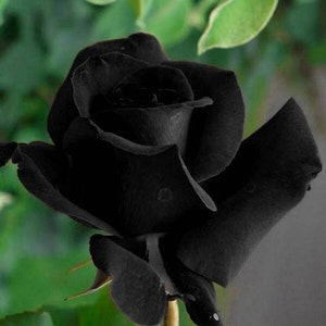 Black rose halfeti seeds - 20 seeds - codeA 001