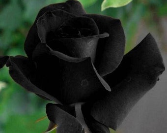 Black rose halfeti seeds - 20 seeds - codeA 001