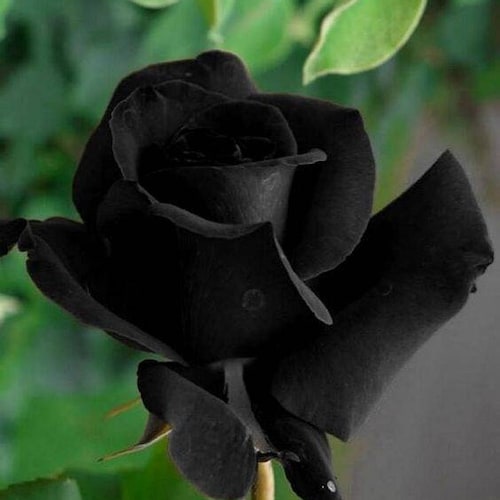 Black Heart White Rose Flower Seeds-20 Seeds Code 369 | Etsy