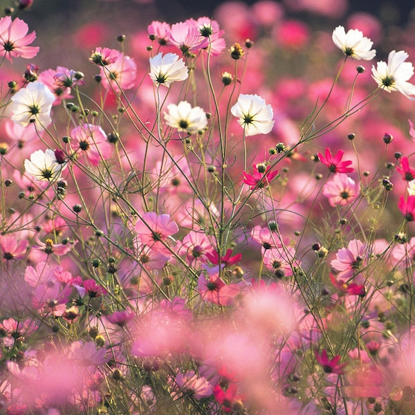 Cosmos cosmea flowers seeds-50 seeds - code 066