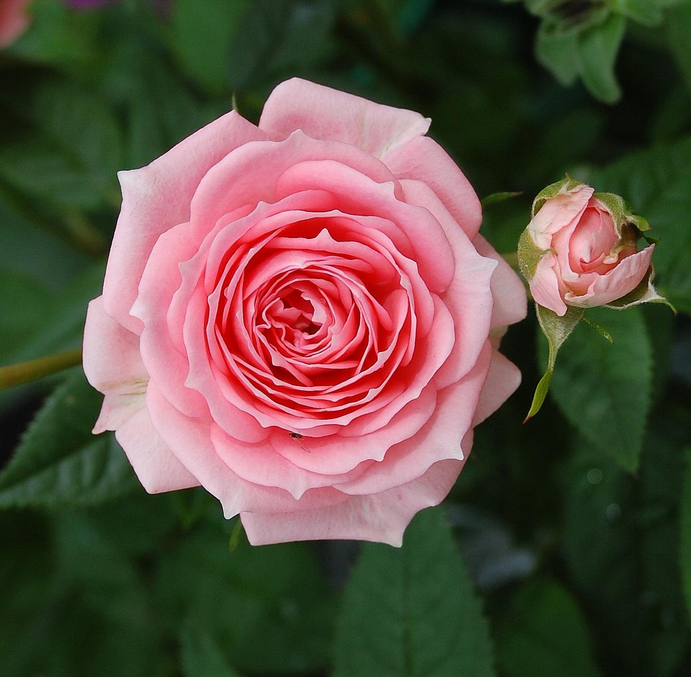 Pink Roses Seeds - 20 Seeds - Code 009 - Etsy Canada