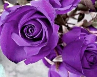 Purple rose flower seeds - 20 seeds - 004