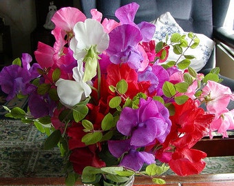Semillas de flor Nano de guisante dulce, Lathyrus Odoratus