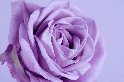 ROSE❣️ il_fullxfull.3358973213_b185.jpg