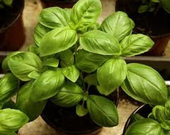 Sementes de Manjericão de Folhas Grandes (200 unidades) | Manjericão Grego Orgânico | Ocimum Basilicum | Sementes de Manjericão Doce Tradicional | Horta de Ervas Culinárias | Não OGM