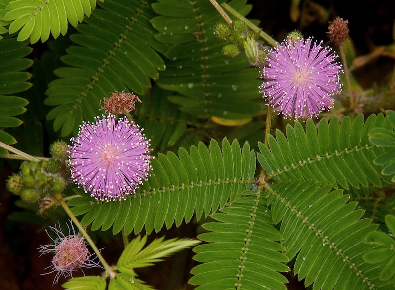 Mimosa Pudica seeds Mimosa plant mimosa tree code 439 Etsy