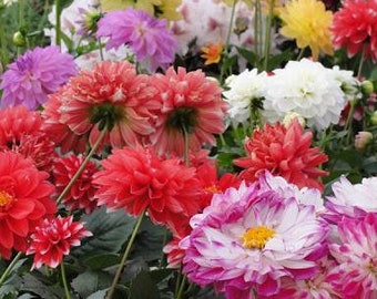 Dahlia double dwarf mixed seeds - 30 seeds - code 836