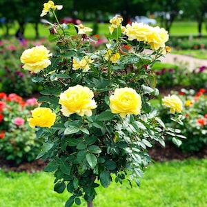 yellow rose bouch seeds - 20 seeds - code 704