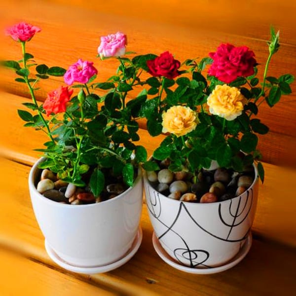 Choose the color miniature roses seeds- 20 seeds -code 672