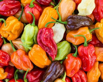 Hot peppers mix seeds,code 810, mixed bell peppers, gardening, vegetable seeds,red pepers,green peppers,yellow peppers, orange peppers