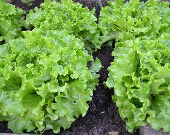 Lettuce batavia- code 844