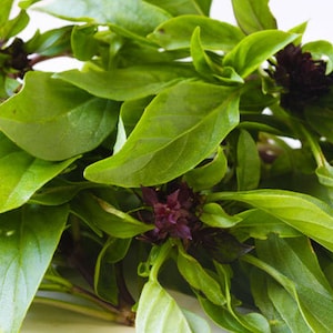 Large Leaf Basil Seeds - Organic Greek Garden (200 Seeds)