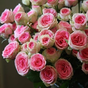 Peut inclure: Un bouquet luxuriant de roses roses avec des pétales extérieurs blancs crème. Les roses sont en pleine floraison, mettant en valeur leurs centres roses vibrants et leurs textures délicates. L'arrangement est dense, créant un affichage visuellement attrayant.