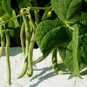 May include: Green string beans growing on a vine with large green leaves. The beans are hanging down from the vine and are ready to be harvested.