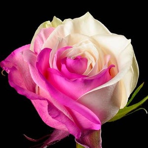 Fuchsia white rose seeds - 20 seeds - code 701