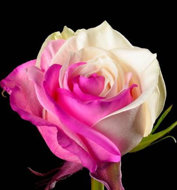 Fuchsia White Rose Seeds - 20 Seeds - Code 701 - Etsy Canada