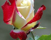 Rood-witte rozenzaden - 20 zaden - code 003