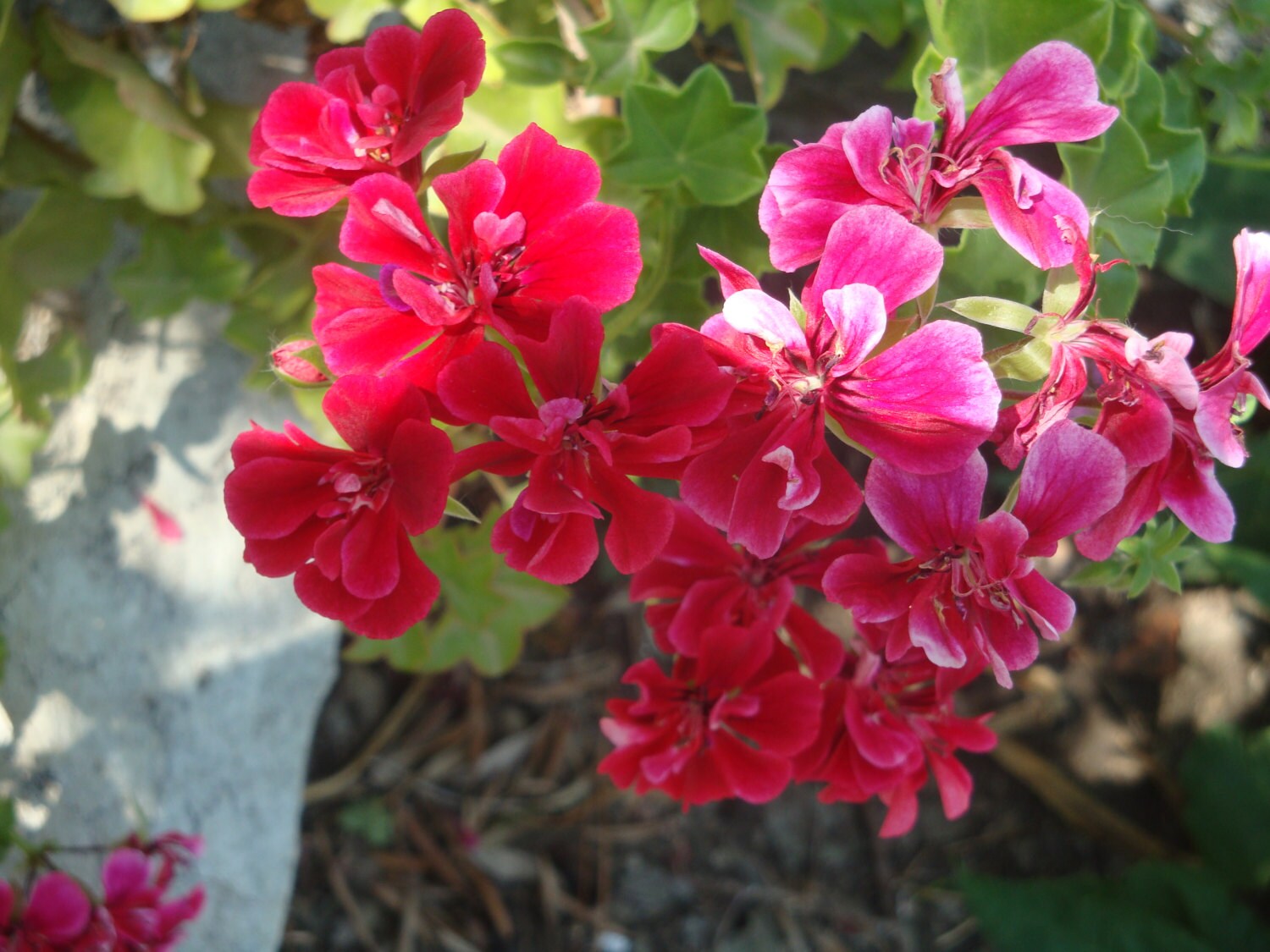 Geranium seeds gerani pelargonium zonale mixed code 085 Etsy