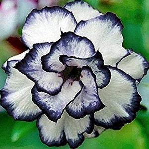 Black heart white rose flower seeds-20 seeds - code 369