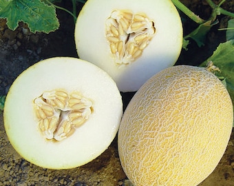 Melon ananas seeds - code 432