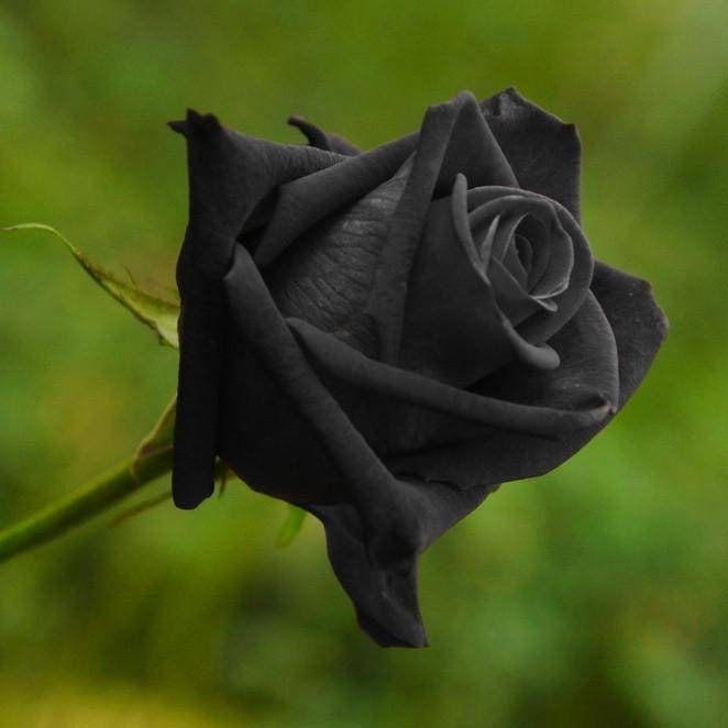 Black Rose Seeds 20 Seeds Code 001 Etsy UK