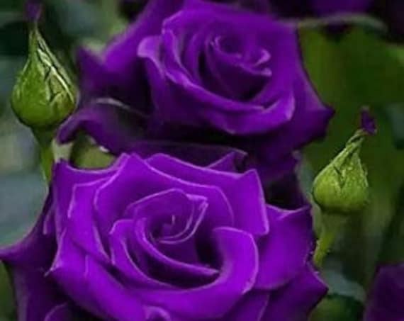Purple Rose Flower Seeds - 20 Seeds - 004 - Etsy Canada