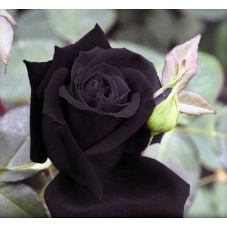 Buy Black Rose Seeds - 20 Seeds - Code 001 Online in India - Etsy