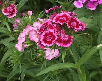 May include: A close-up of pink and red carnations with white edges. The flowers are in bloom and have a delicate, ruffled appearance. The flowers are growing in a garden setting.