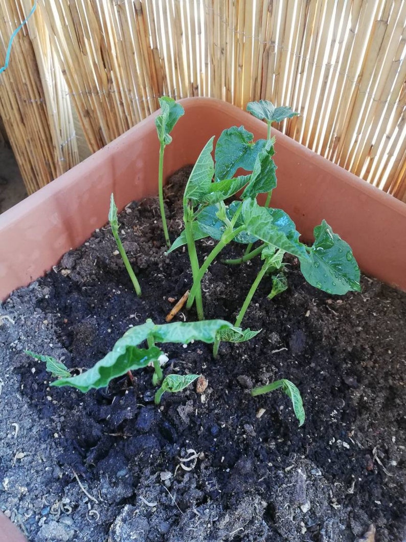 Giant Beens Seeds Butter Beans 30 Seeds Beans From Etsy