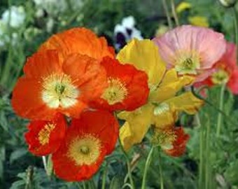 May include: A bunch of bright poppy flowers in shades of orange, yellow, and pink. The flowers have delicate petals and prominent centres.