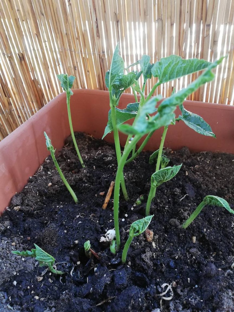 Giant Beens Seeds Butter Beans 30 Seeds Beans From Etsy