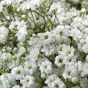 Baby's Breath Flower Seeds - Gypsophila - 50 seeds - code 104