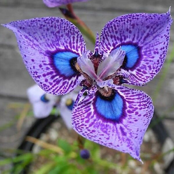 Purple blue Orchids seeds -morea villosa iris code 290