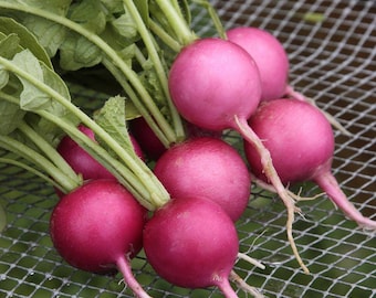 Radish cherry belle seeds - code 138 - 200 seeds