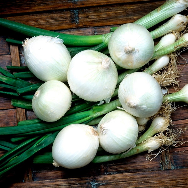 Onions de barletta seeds - 50 seeds - allium cepa seeds - code 410