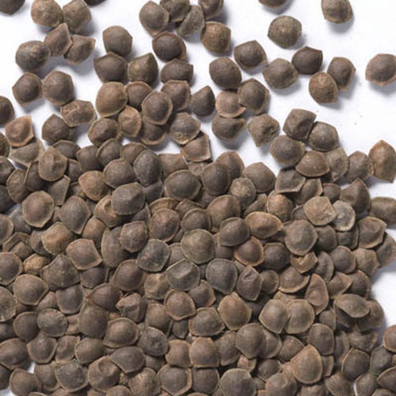 Mimosa Pudica seeds Mimosa plant mimosa tree code 439 Etsy