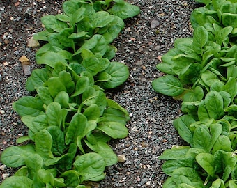 Spinach organic heirloom 100 seeds- code 063