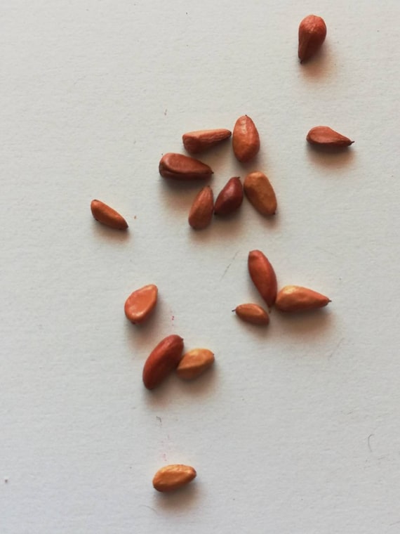 Buy Red Roses Seeds -20seeds - Code 006 Online in India - Etsy